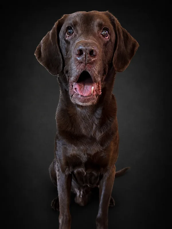Hank, a chocolate Labrador and Xtreme Pressure Washing supervisor
