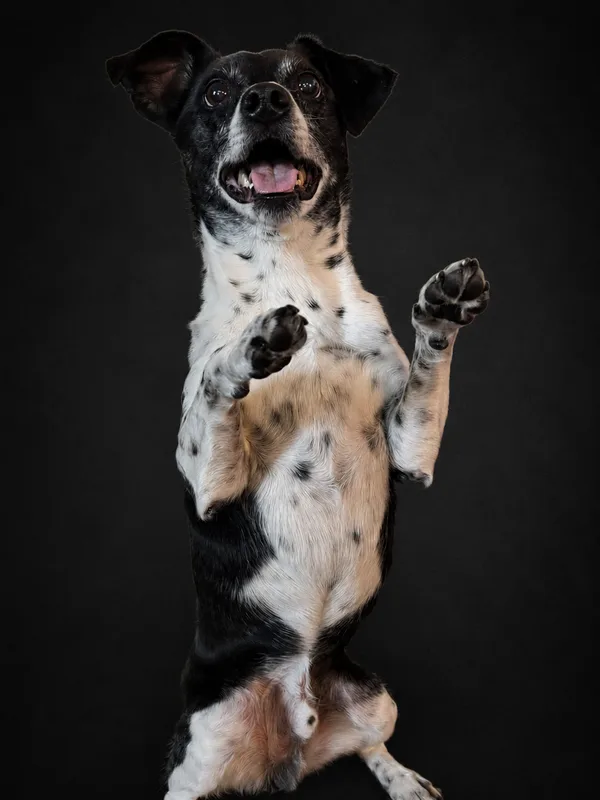 Roscoe, a black-and-white spotted terrier mix and Xtreme Pressure Washing supervisor